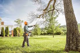 Best Stump Grinding and Removal  in San Anselmo, CA