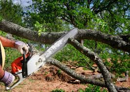 Best Lawn Pest Prevention  in San Anselmo, CA