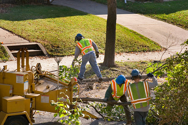 Landscape Design and Installation in San Anselmo, CA
