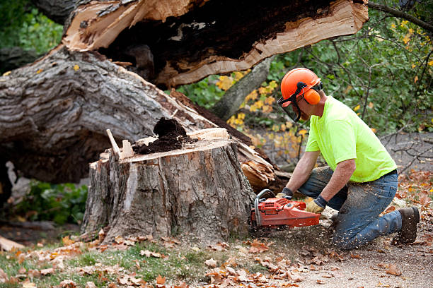 Best Tree Health Inspection  in San Anselmo, CA