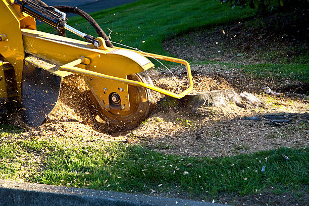 Best Commercial Tree Services  in San Anselmo, CA