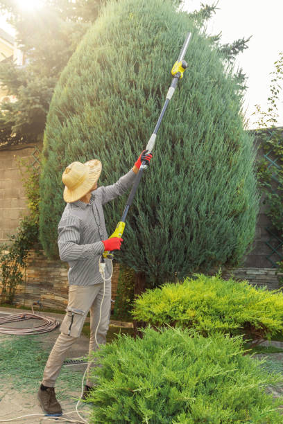 Best Hazardous Tree Removal  in San Anselmo, CA