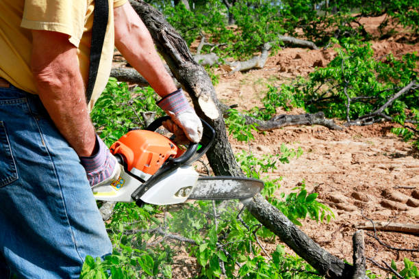 Best Emergency Tree Removal  in San Anselmo, CA